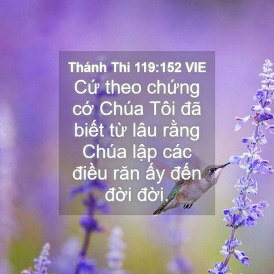 Picture 04 - Thánh Thi 119:152 VIE - Cứ theo chứng cớ Chúa Tôi đã biết - Bible Verse Picture