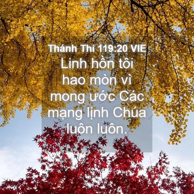 Picture 04 - Thánh Thi 119:20 VIE - Linh hồn tôi hao mòn vì mong ước Các - Bible Verse Picture