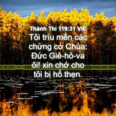 Picture 04 - Thánh Thi 119:31 VIE - Tôi tríu mến các chứng cớ Chúa: Đức - Bible Verse Picture
