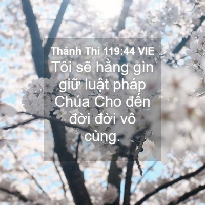 Picture 04 - Thánh Thi 119:44 VIE - Tôi sẽ hằng gìn giữ luật pháp Chúa - Bible Verse Picture