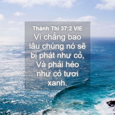 Picture 04 - Thánh Thi 37:2 VIE - Vì chẳng bao lâu chúng nó sẽ bị phát - Bible Verse Picture