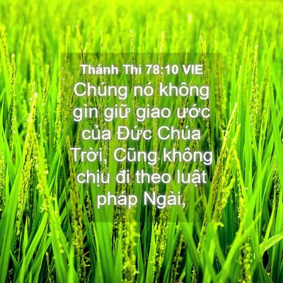 Picture 04 - Thánh Thi 78:10 VIE - Chúng nó không gìn giữ giao ước của - Bible Verse Picture