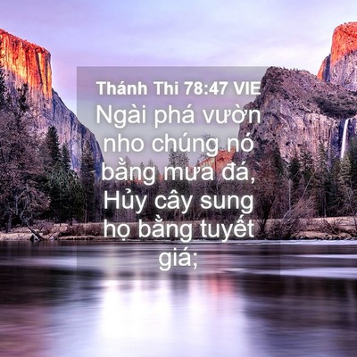 Picture 04 - Thánh Thi 78:47 VIE - Ngài phá vườn nho chúng nó bằng mưa - Bible Verse Picture
