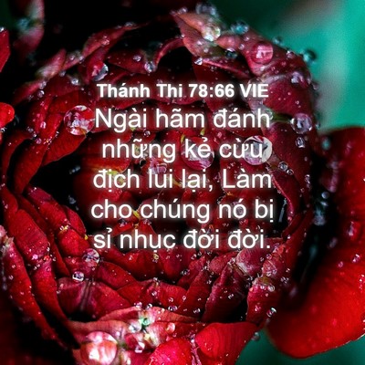 Picture 04 - Thánh Thi 78:66 VIE - Ngài hãm đánh những kẻ cừu địch lui - Bible Verse Picture