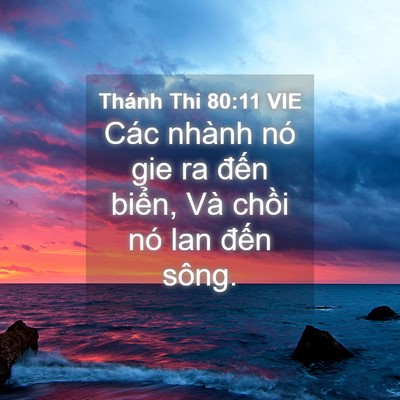 Picture 04 - Thánh Thi 80:11 VIE - Các nhành nó gie ra đến biển, Và chồi - Bible Verse Picture