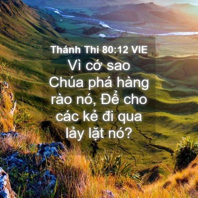 Picture 04 - Thánh Thi 80:12 VIE - Vì cớ sao Chúa phá hàng rào nó, Để cho - Bible Verse Picture