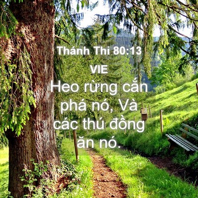 Picture 04 - Thánh Thi 80:13 VIE - Heo rừng cắn phá nó, Và các thú đồng - Bible Verse Picture