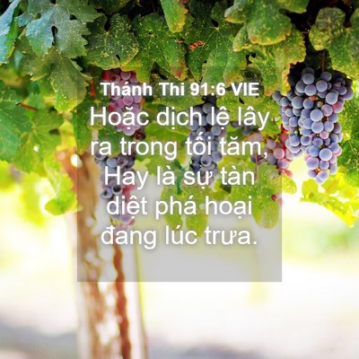 Picture 04 - Thánh Thi 91:6 VIE - Hoặc dịch lệ lây ra trong tối tăm, Hay - Bible Verse Picture