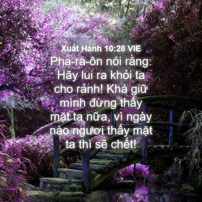 Picture 04 - Xuất Hành 10:28 VIE - Pha-ra-ôn nói rằng: Hãy lui ra khỏi ta cho - Bible Verse Picture