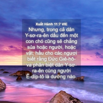 Picture 04 - Xuất Hành 11:7 VIE - Nhưng, trong cả dân Y-sơ-ra-ên dầu đến - Bible Verse Picture