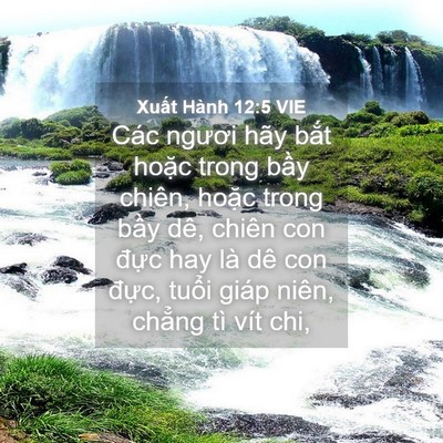 Picture 04 - Xuất Hành 12:5 VIE - Các ngươi hãy bắt hoặc trong bầy - Bible Verse Picture