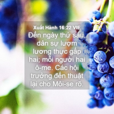Picture 04 - Xuất Hành 16:22 VIE - Đến ngày thứ sáu, dân sự lượm - Bible Verse Picture