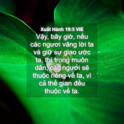 Picture 04 - Xuất Hành 19:5 VIE - Vậy, bây giờ, nếu các ngươi vâng lời - Bible Verse Picture
