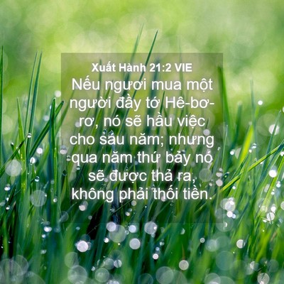 Picture 04 - Xuất Hành 21:2 VIE - Nếu ngươi mua một người đầy tớ - Bible Verse Picture