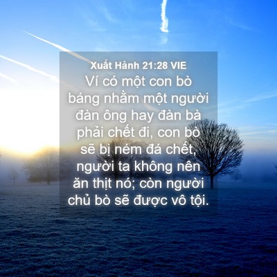 Picture 04 - Xuất Hành 21:28 VIE - Ví có một con bò báng nhằm một người - Bible Verse Picture