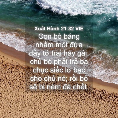 Picture 04 - Xuất Hành 21:32 VIE - Con bò báng nhằm một đứa đầy tớ - Bible Verse Picture