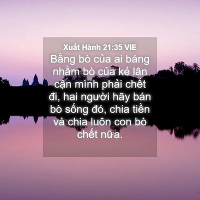 Picture 04 - Xuất Hành 21:35 VIE - Bằng bò của ai báng nhằm bò của kẻ - Bible Verse Picture