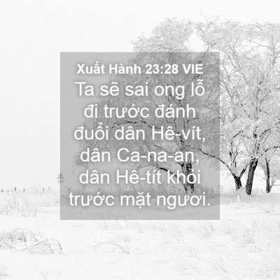Picture 04 - Xuất Hành 23:28 VIE - Ta sẽ sai ong lỗ đi trước đánh đuổi - Bible Verse Picture