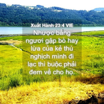 Picture 04 - Xuất Hành 23:4 VIE - Nhược bằng ngươi gặp bò hay lừa của - Bible Verse Picture