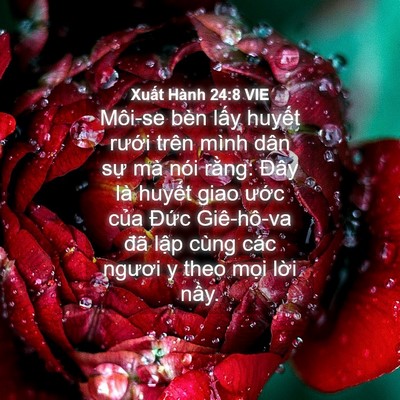 Picture 04 - Xuất Hành 24:8 VIE - Môi-se bèn lấy huyết rưới trên mình - Bible Verse Picture