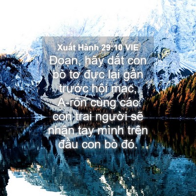 Picture 04 - Xuất Hành 29:10 VIE - Đoạn, hãy dắt con bò tơ đực lại - Bible Verse Picture
