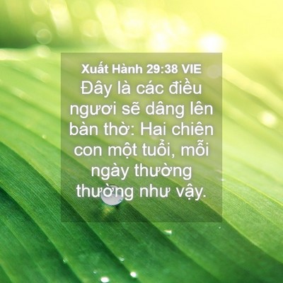 Picture 04 - Xuất Hành 29:38 VIE - Đây là các điều ngươi sẽ dâng lên - Bible Verse Picture