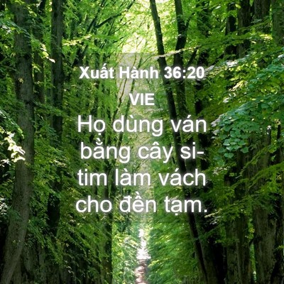 Picture 04 - Xuất Hành 36:20 VIE - Họ dùng ván bằng cây si-tim làm vách cho - Bible Verse Picture
