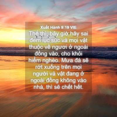 Picture 04 - Xuất Hành 9:19 VIE - Thế thì, bây giờ hãy sai đem lục súc - Bible Verse Picture