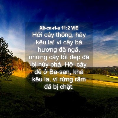 Picture 04 - Xê-ca-ri-a 11:2 VIE - Hỡi cây thông, hãy kêu la! vì cây bá - Bible Verse Picture