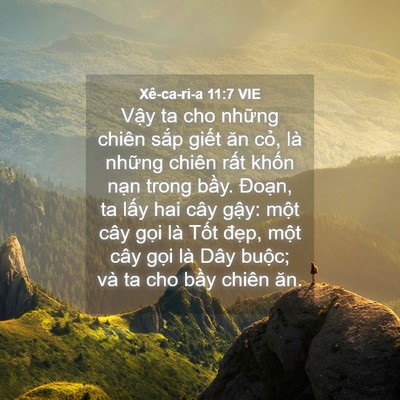 Picture 04 - Xê-ca-ri-a 11:7 VIE - Vậy ta cho những chiên sắp giết ăn - Bible Verse Picture