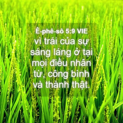 Picture 04 - Ê-phê-sô 5:9 VIE - vì trái của sự sáng láng ở tại mọi - Bible Verse Picture