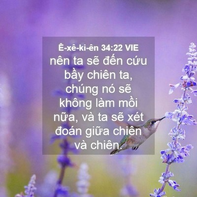 Picture 04 - Ê-xê-ki-ên 34:22 VIE - nên ta sẽ đến cứu bầy chiên ta, chúng - Bible Verse Picture
