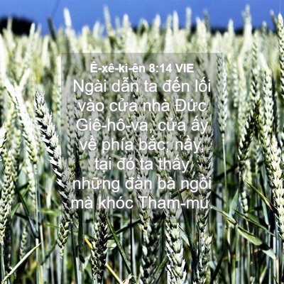 Picture 04 - Ê-xê-ki-ên 8:14 VIE - Ngài dẫn ta đến lối vào cửa nhà - Bible Verse Picture
