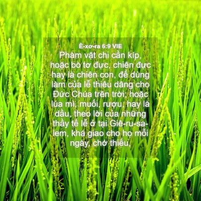 Picture 04 - Ê-xơ-ra 6:9 VIE - Phàm vật chi cần kíp, hoặc bò tơ - Bible Verse Picture