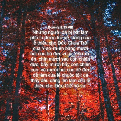 Picture 04 - Ê-xơ-ra 8:35 VIE - Những người đã bị bắt làm phu tù - Bible Verse Picture
