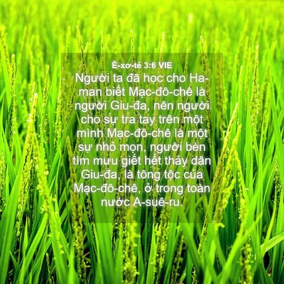 Picture 04 - Ê-xơ-tê 3:6 VIE - Người ta đã học cho Ha-man biết - Bible Verse Picture