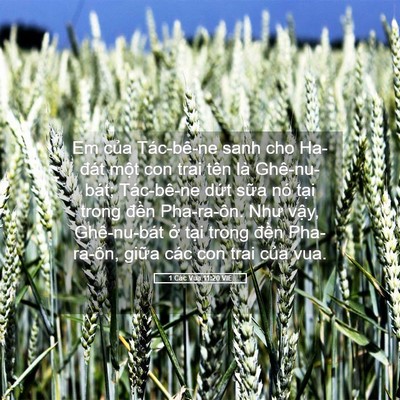Picture 05 - 1 Các Vua 11:20 VIE - Em của Tác-bê-ne sanh cho Ha-đát một con - Bible Verse Picture