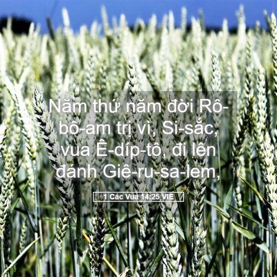 Picture 05 - 1 Các Vua 14:25 VIE - Năm thứ năm đời Rô-bô-am trị vì, - Bible Verse Picture