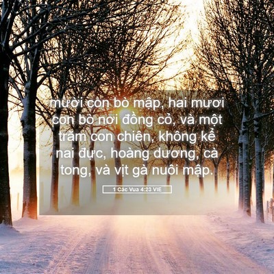 Picture 05 - 1 Các Vua 4:23 VIE - mười con bò mập, hai mươi con bò nơi - Bible Verse Picture