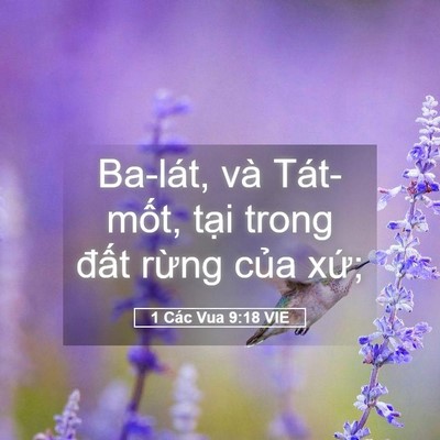 Picture 05 - 1 Các Vua 9:18 VIE - Ba-lát, và Tát-mốt, tại trong đất - Bible Verse Picture