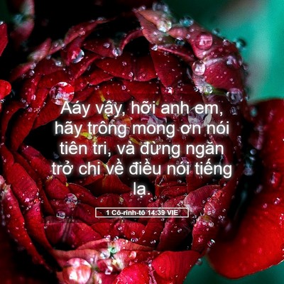 Picture 05 - 1 Cô-rinh-tô 14:39 VIE - Aáy vậy, hỡi anh em, hãy trông mong ơn - Bible Verse Picture