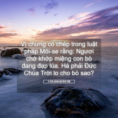 Picture 05 - 1 Cô-rinh-tô 9:9 VIE - Vì chưng có chép trong luật pháp Môi-se - Bible Verse Picture