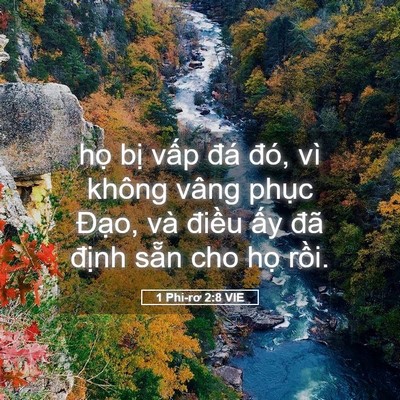 Picture 05 - 1 Phi-rơ 2:8 VIE - họ bị vấp đá đó, vì không vâng - Bible Verse Picture