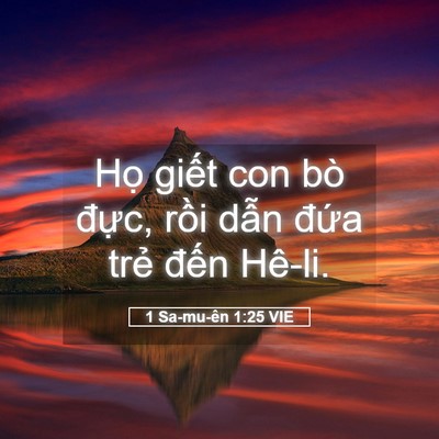 Picture 05 - 1 Sa-mu-ên 1:25 VIE - Họ giết con bò đực, rồi dẫn đứa - Bible Verse Picture