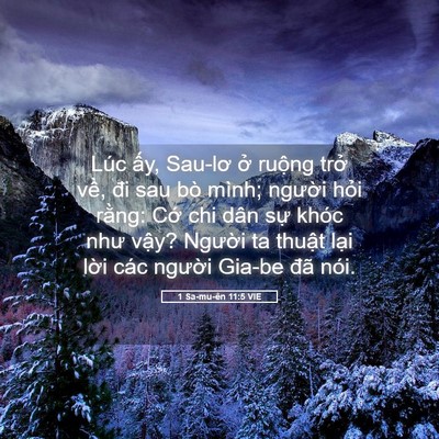 Picture 05 - 1 Sa-mu-ên 11:5 VIE - Lúc ấy, Sau-lơ ở ruộng trở về, đi - Bible Verse Picture