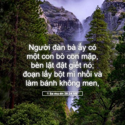 Picture 05 - 1 Sa-mu-ên 28:24 VIE - Người đàn bà ấy có một con bò con - Bible Verse Picture
