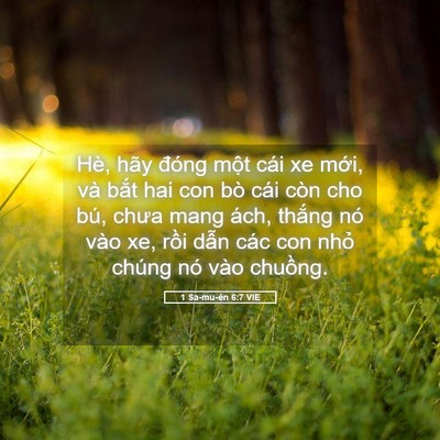 Picture 05 - 1 Sa-mu-ên 6:7 VIE - Hè, hãy đóng một cái xe mới, và bắt - Bible Verse Picture