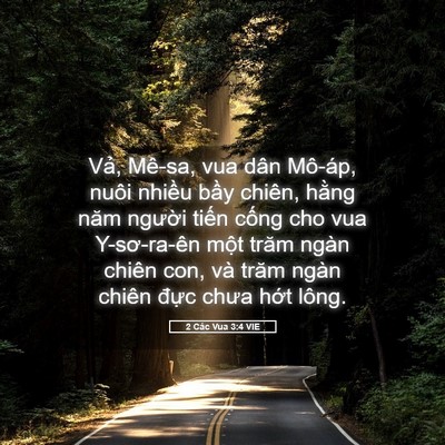 Picture 05 - 2 Các Vua 3:4 VIE - Vả, Mê-sa, vua dân Mô-áp, nuôi nhiều - Bible Verse Picture