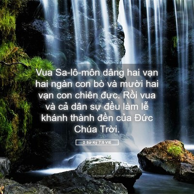 Picture 05 - 2 Sử Ký 7:5 VIE - Vua Sa-lô-môn dâng hai vạn hai ngàn con bò - Bible Verse Picture