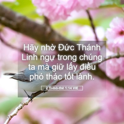Picture 05 - 2 Ti-mô-thê 1:14 VIE - Hãy nhờ Đức Thánh Linh ngự trong chúng - Bible Verse Picture